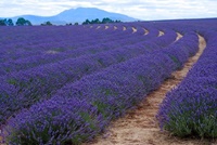 Lavendelfarm auf Tasmanien