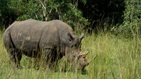 Eines der wenigen Nashörner in Uganda