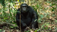 Schimpanse im Kibale Forest