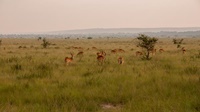 Queen Elizabeth Nationalpark