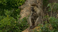 Grünmeerkatzenmutter mit Kind