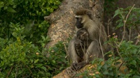 Grünmeerkatzenmutter mit Kind