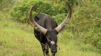 Watussi Longhorn