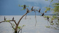 Blick auf den Victoria-See von Ngamba Island