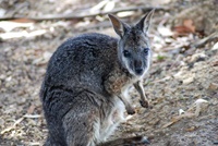 Wallabie