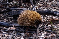 Echidna (Schnabeligel)