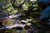 Regenwald auf Tasmanien