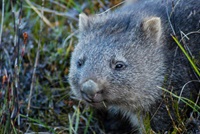 Wombat