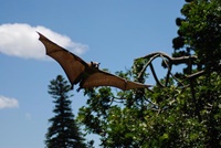 Flying Foxes im Botanischen Garten in Sydney