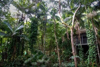 Die Hütten der Daintree Eco Lodge sind im Regenwald kaum zu erkennen