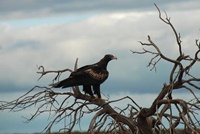 Adler in der Shark Bay