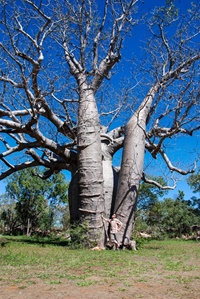 Boab-Tree