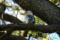 Kookaburra (Lachender Hans)