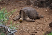 Lonesome George (leider gestorben am 24.06.2012)