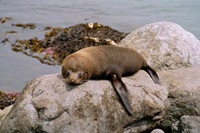 Robbe in Kaikoura