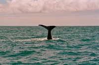 Whalewatching in Kaikoura