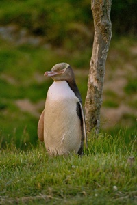 Gelbaugenpinguin