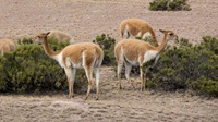 Vikunjas im Colca-Tal