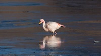 Flamingos auf 4.500m Höhe