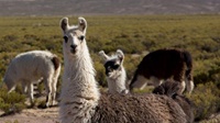 Lamas